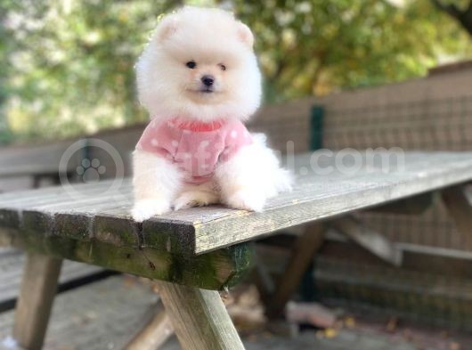 Show Kalite Pomeranian Boo Yavrular