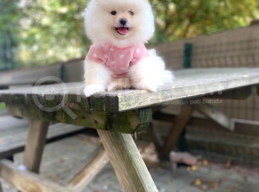 Show Kalite Pomeranian Boo Yavrular görsel