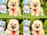 Show Kalite Pomeranian Boo Yavrular