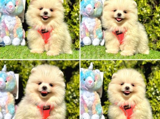 Show Kalite Pomeranian Boo Yavrular