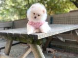 Show Kalite Pomeranian Boo Yavrular