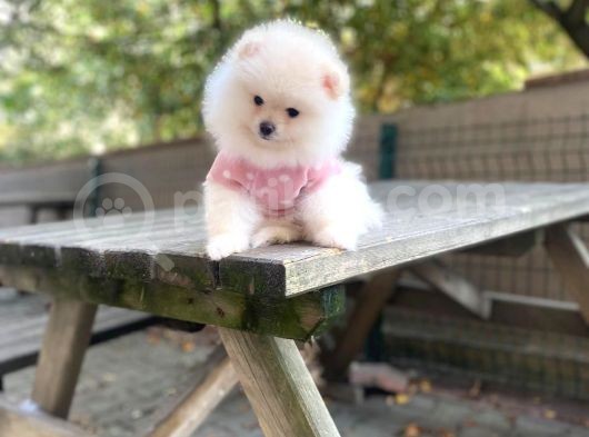 Show Kalite Pomeranian Boo Yavrular görsel
