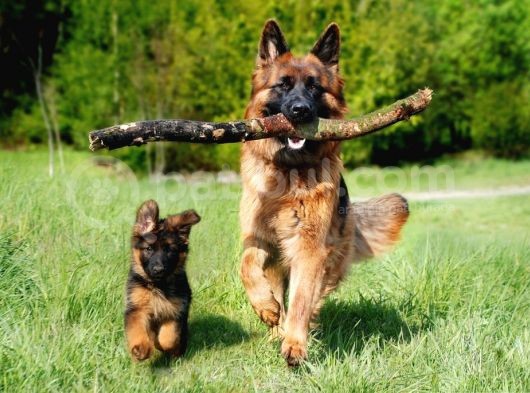 Üst Kali̇te Alman Kurdu K9 Yavrular 