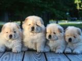 ÜST KALİTE CHOW CHOW YAVRULAR