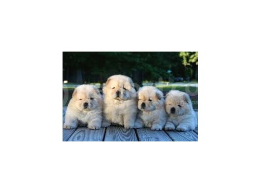 Üst Kali̇te Chow Chow Yavrular