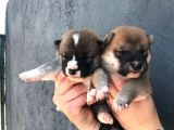 SHIBA YAVRULARIMIZ