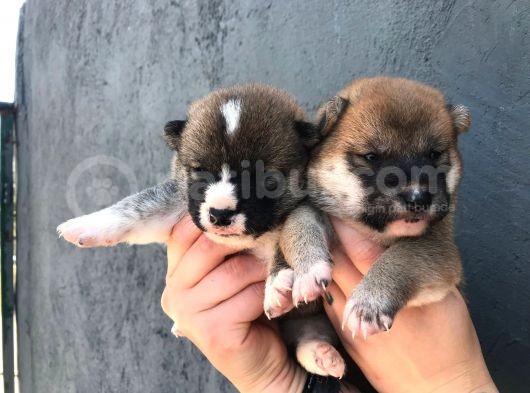 Shiba Yavrularimiz