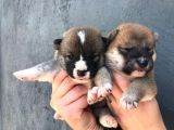 Shiba Yavrularimiz