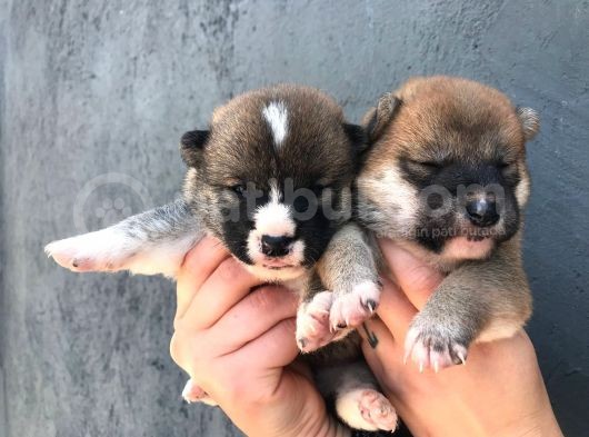Shiba Yavrularimiz görsel