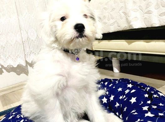 Maltesse Terri̇er  