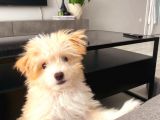 MALTİPO CİNSİ 