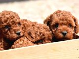 Poodle Sabaha Günaydın