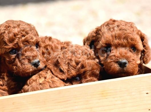 Poodle Sabaha Günaydın görsel