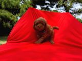 Poodle sabaha günaydın
