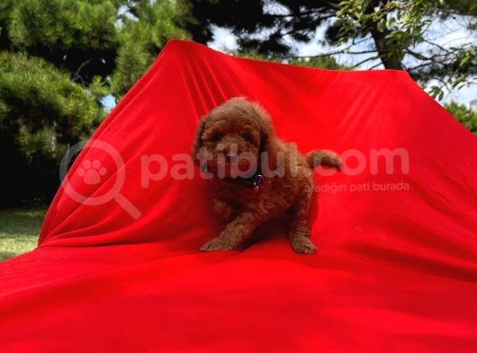Poodle Sabaha Günaydın