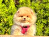 Pomeranian Yavrular