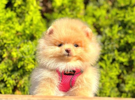 Pomeranian Yavrular görsel