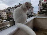 Bu Fiyata Bedava Ilk Gelen Alır