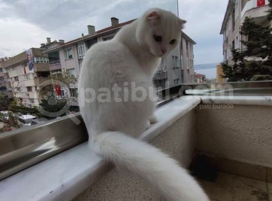 Bu Fiyata Bedava Ilk Gelen Alır görsel