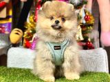 Pomeranian Yavrular