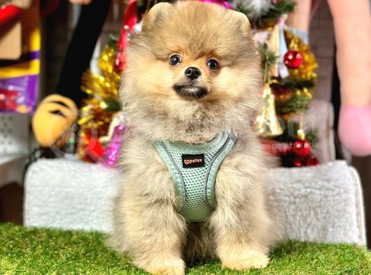 Pomeranian Yavrular