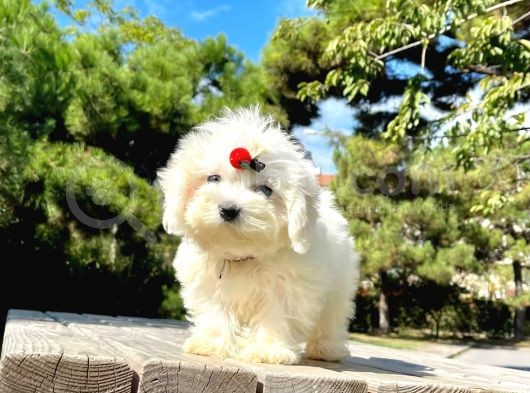 Gün Işığı Maltese görsel