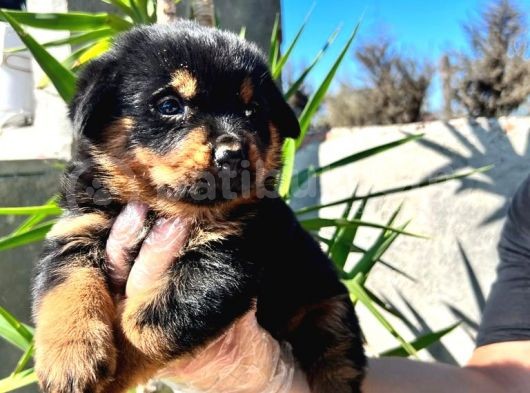 Irk Ve Sağlık Garantili Rottweiler Yavrularım görsel