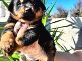 Irk Ve Sağlık Garantili Rottweiler Yavrularım