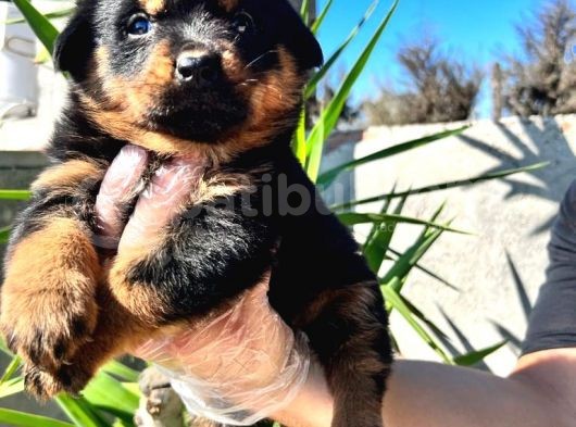 Irk Ve Sağlık Garantili Rottweiler Yavrularım görsel