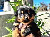 Irk Ve Sağlık Garantili Rottweiler Yavrularım