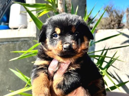 Irk Ve Sağlık Garantili Rottweiler Yavrularım görsel