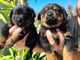 Irk Ve Sağlık Garantili Rottweiler Yavrularım