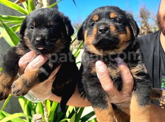 Irk Ve Sağlık Garantili Rottweiler Yavrularım görsel