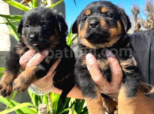 Irk Ve Sağlık Garantili Rottweiler Yavrularım