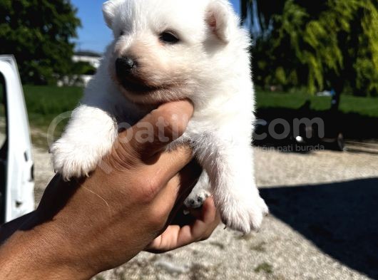 Sevimli Spitz Yavrularımız