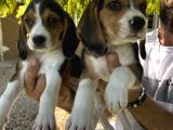 Erkek Beagle Bebekler