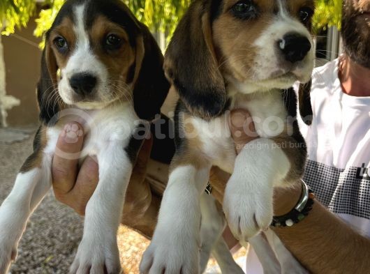 Erkek Beagle Bebekler görsel