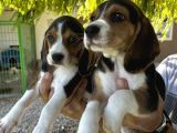 Erkek Beagle Bebekler