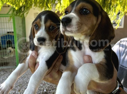 Erkek Beagle Bebekler görsel