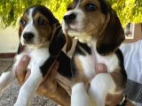 Erkek Beagle Bebekler
