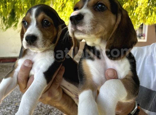 Erkek Beagle Bebekler görsel