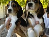 Erkek Beagle Bebekler
