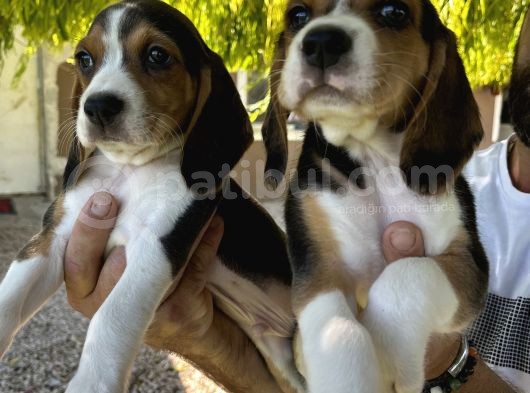 Erkek Beagle Bebekler görsel