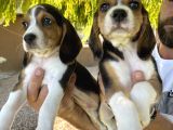 Erkek Beagle Bebekler