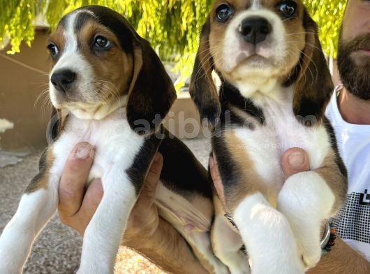Erkek Beagle Bebekler