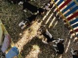 Elizabeth Beagle Yavrularımız
