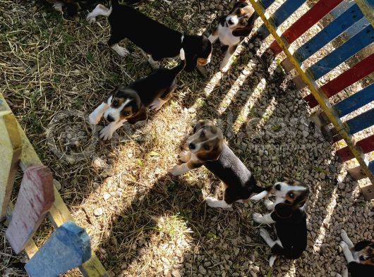 Elizabeth Beagle Yavrularımız görsel