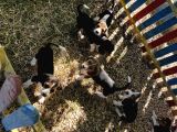 Elizabeth Beagle Yavrularımız