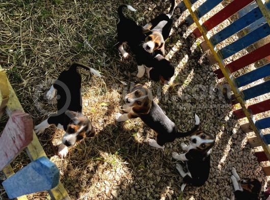 Elizabeth Beagle Yavrularımız görsel