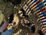 Elizabeth Beagle Yavrularımız